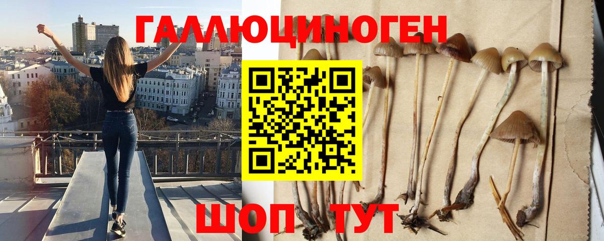 Галлюциногенные грибы Psilocybine cubensis  Вход с VPN  Кисловодск  Псилоцибиновые грибы прущие грибы 
